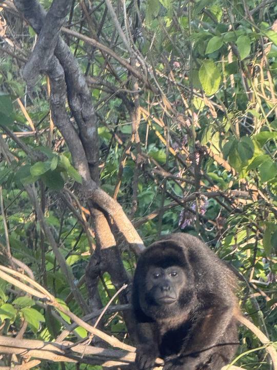 Howler monkey looking straight at the camera